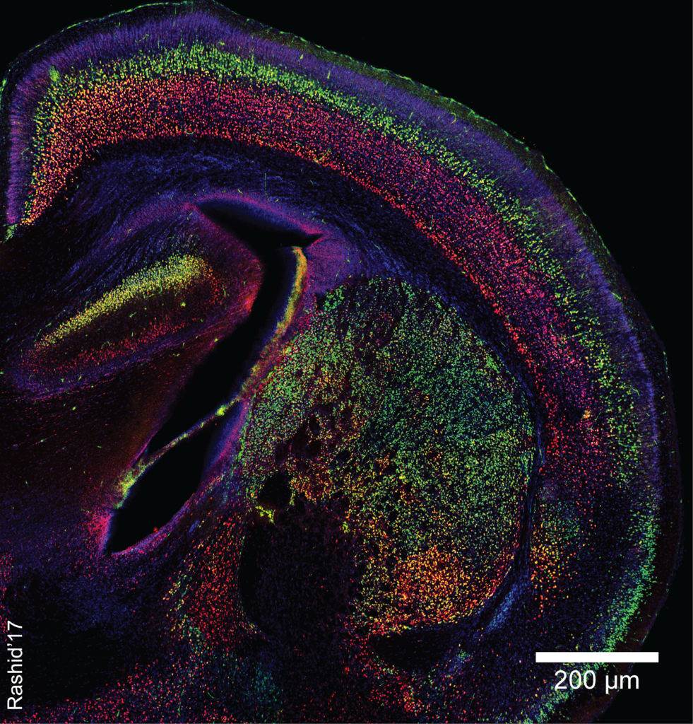 primates-vs-birds-is-one-brain-architecture-better-than-the-other